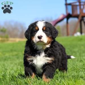 Jake, Bernese Mountain Dog Puppy
